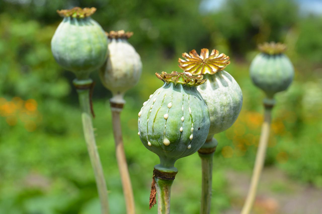 Difference Between Opium and Heroin